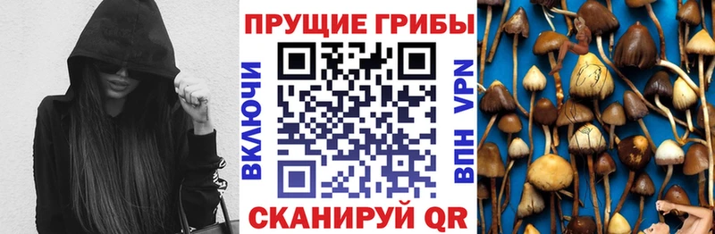 Псилоцибиновые грибы мицелий ссылка на мегу как войти Гусиноозёрск дарнет шоп